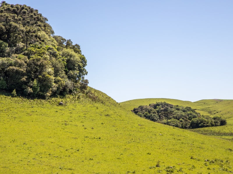 FLORESTAS E CAMPOS EM CIMA DA SERRA