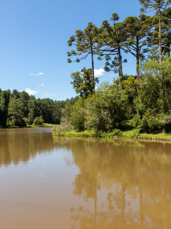 ARAUCÁRIAS NA LAGOA