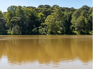 FLORESTA COM REFLEXO EM LAGOA
