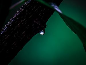 GREEN NATUREZA VIVA