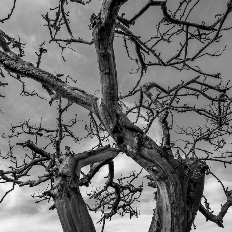 NATUREZA MORTA PRETO E BRANCO 2