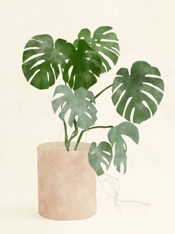 MONSTERA PLANT