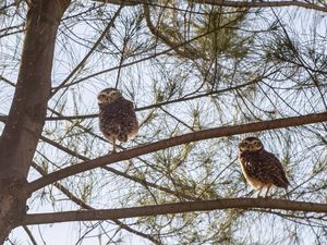 OWL CAPTURE