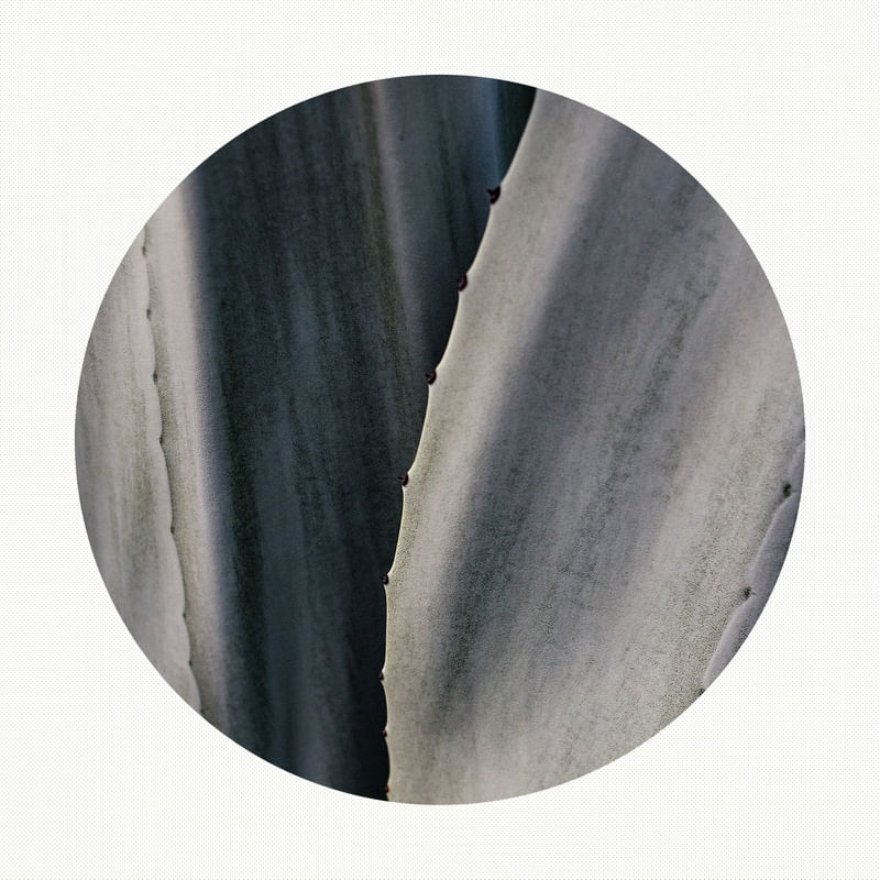BOLHA AGAVE II