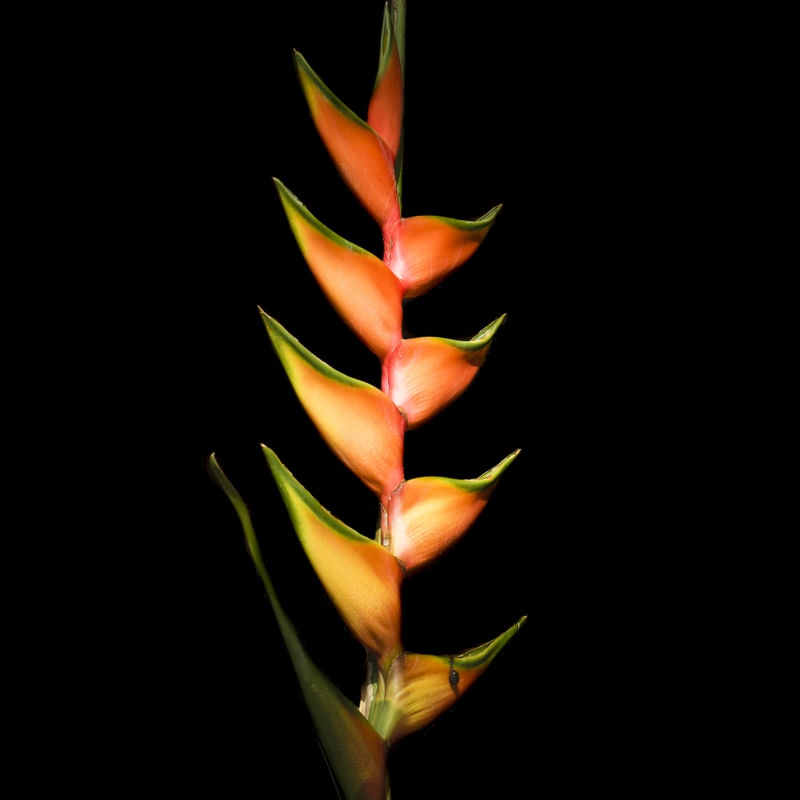 HELICÔNIA BIHAI