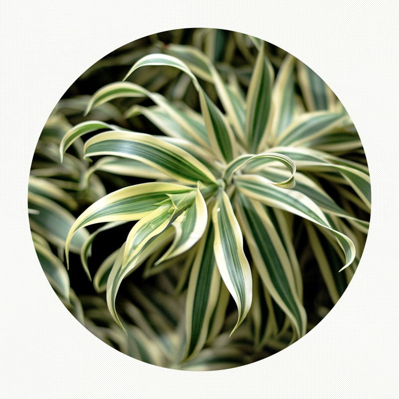 BOLHA DRACENA