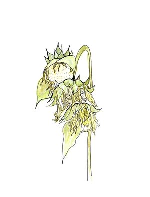 SUNFLOWER OF HOPE