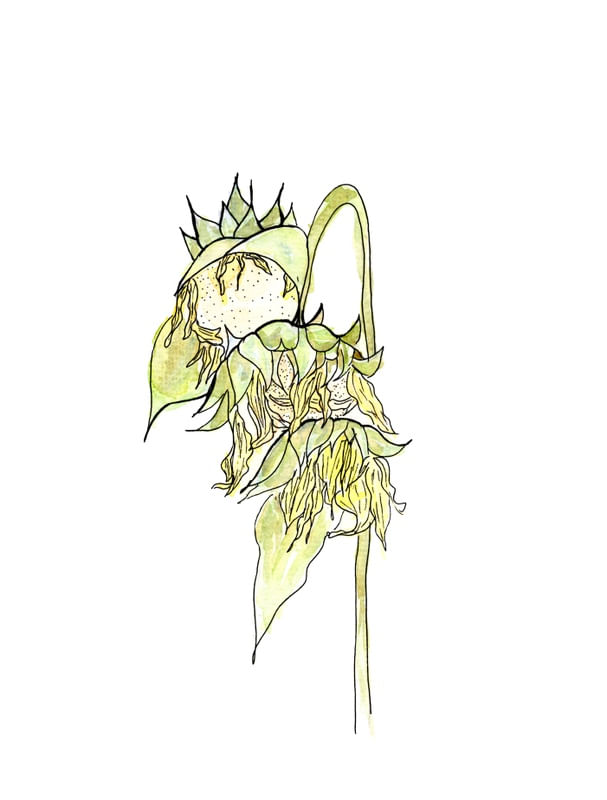 SUNFLOWER OF HOPE