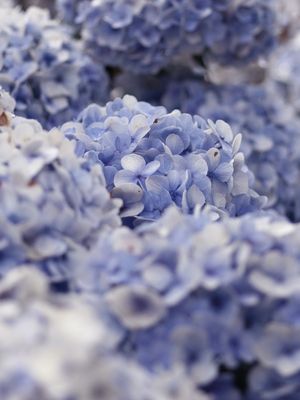 HORTÊNCIA AZUL - 01
