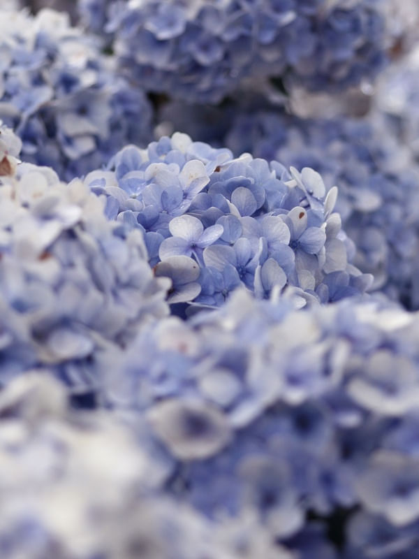 HORTÊNCIA AZUL - 01