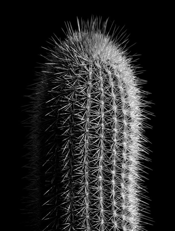 CACTO ESPINHOSO