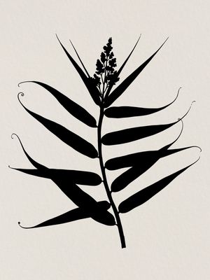MINIMAL PLANT 14