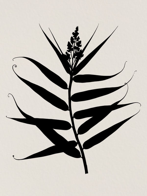 MINIMAL PLANT 14