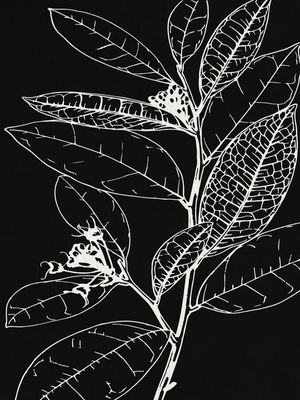 MINIMAL PLANT 17