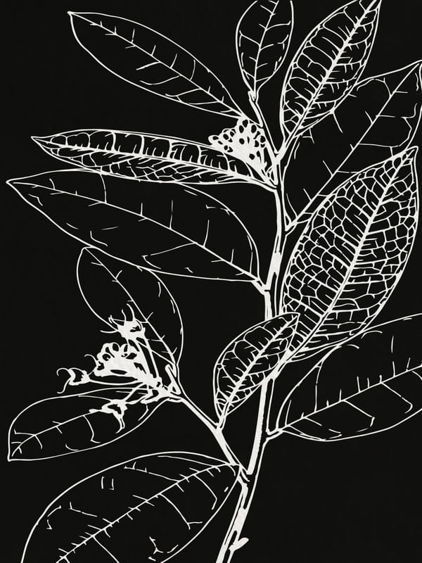MINIMAL PLANT 17
