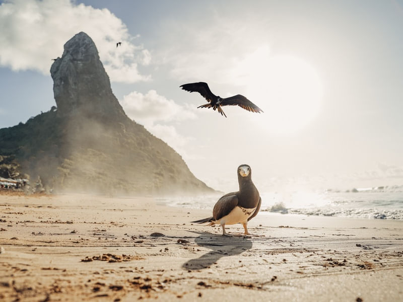 AVES - PÁSSAROS EM NORONHA SOB O PÔR DO SOL NA PRAIA DA CONCEIÇÃO
