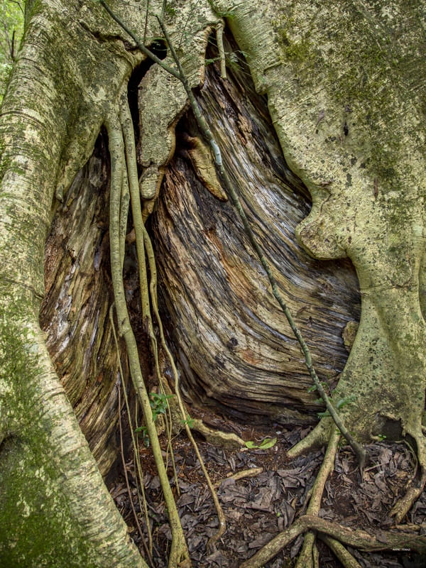 DETALHES E TEXTURA EM FRESTA DE TRONCO