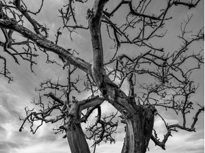 NATUREZA MORTA PRETO E BRANCO