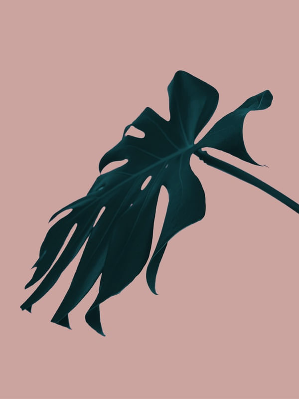 WILD GARDEN_01
