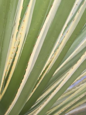FOLHAS COM ESPINHOS I