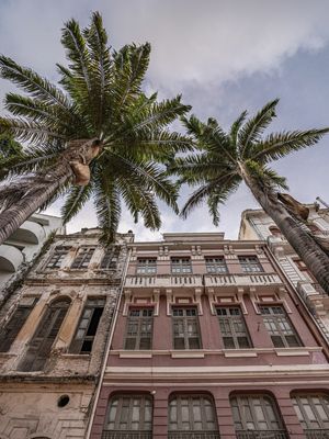 PALMEIRAS IMPERIAIS E EDIFÍCIOS ANTIGOS NA RUA DO BOM JESUS - RECIFE