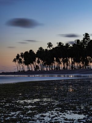 ENTARDECER COM COQUEIRAL E CORAIS NA PRAIA DOS CARNEIROS - DÍPTICO 1/2