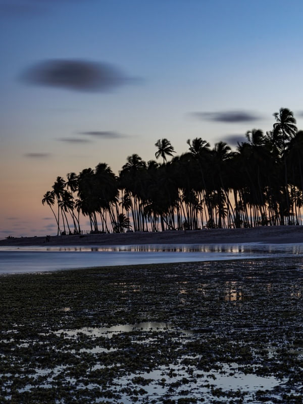 ENTARDECER COM COQUEIRAL E CORAIS NA PRAIA DOS CARNEIROS - DÍPTICO 1/2