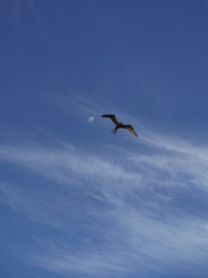 PÁSSARO E LUA NO CÉU DE NORONHA - DÍPTICO 1/2