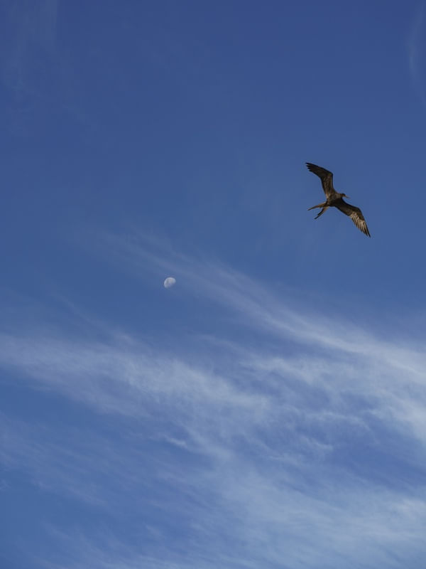 PÁSSARO E LUA NO CÉU DE NORONHA - DÍPTICO 2/2