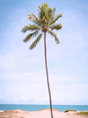 COQUEIRO SOLITÁRIO - PRAIA