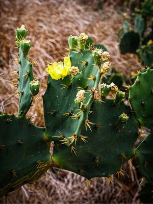 CACTUS DA PRAIA