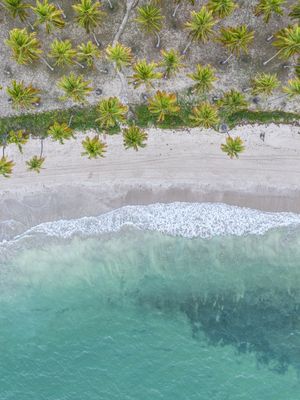 AÉREA DA PRAIA DOS CARNEIROS COM COQUEIROS E MAR AZUL