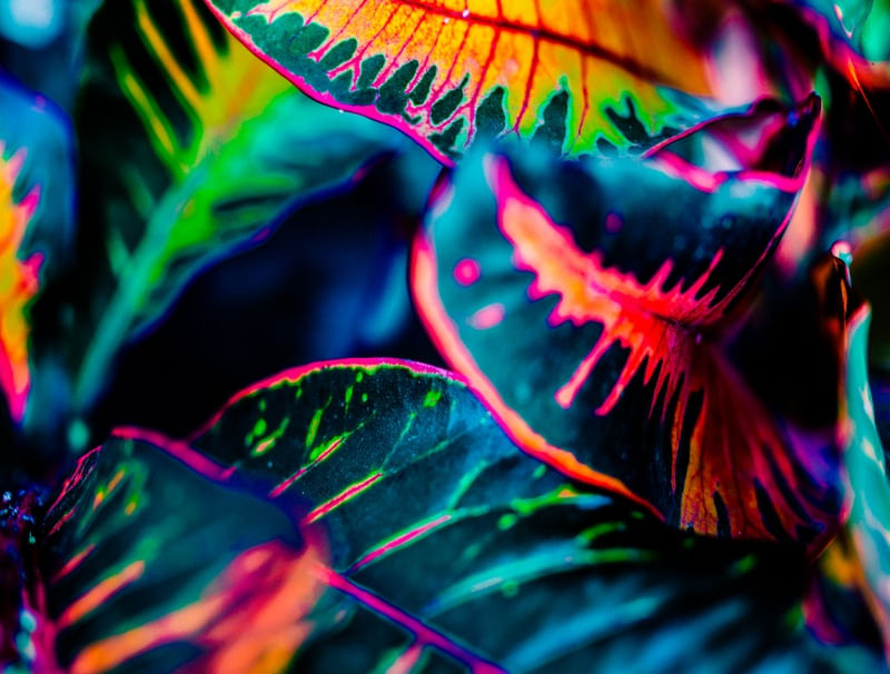 MULTICOLORIDAS