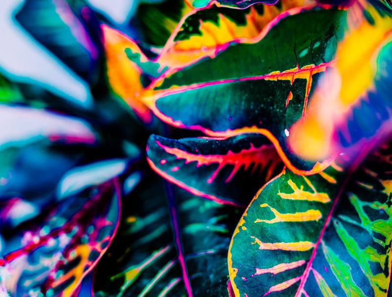 FOLHAS MULTICOLORIDAS