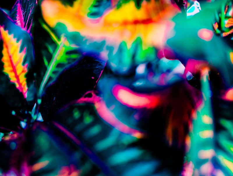 FOLHAS MULTICOLORIDAS 1