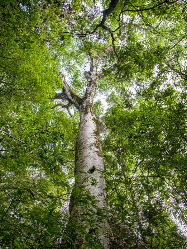 ÁRVORE NA FLORESTA