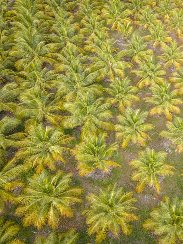 COQUEIROS EM SÉRIE