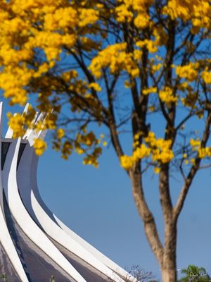 DÍPTICO 02 : A CATEDRAL E O IPÊ II, BRASÍLIA