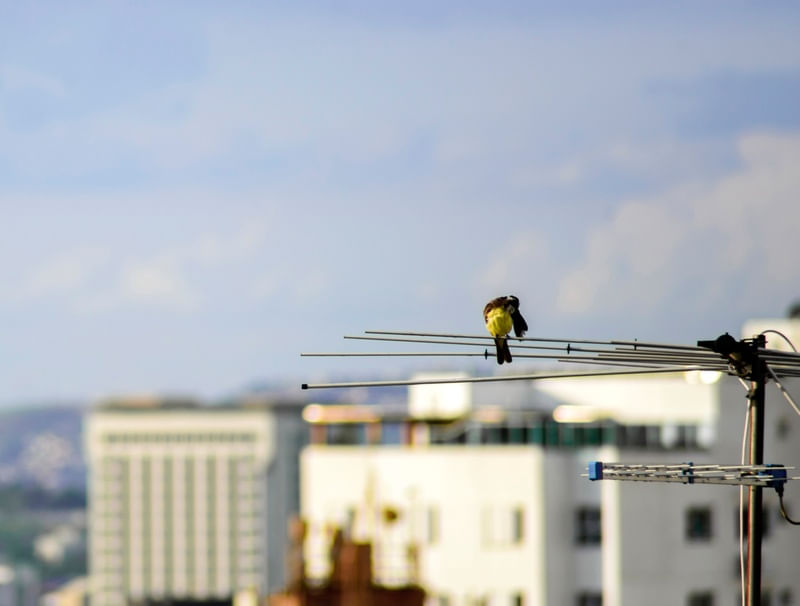 PASSARINHO NA ANTENA