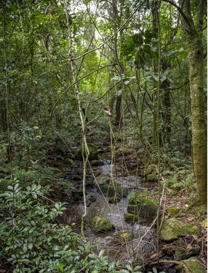 CÓRREGO COM CIPÓS NA FLORESTA