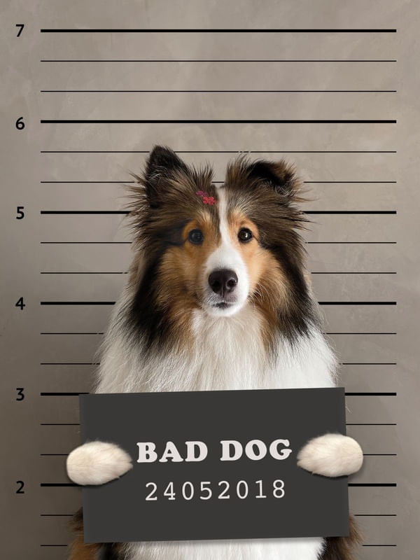 BAD DOG