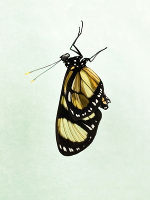 BORBOLETA 05