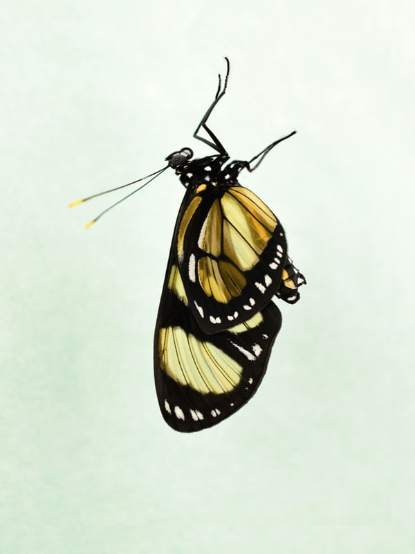 BORBOLETA 05