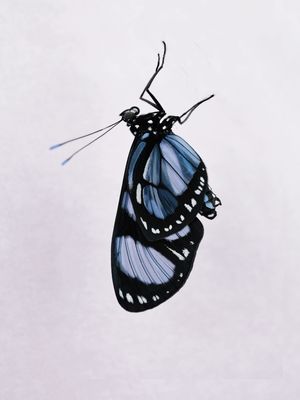 BORBOLETA 06