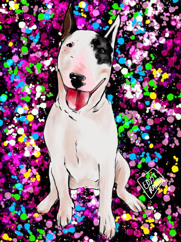 BULL TERRIER X