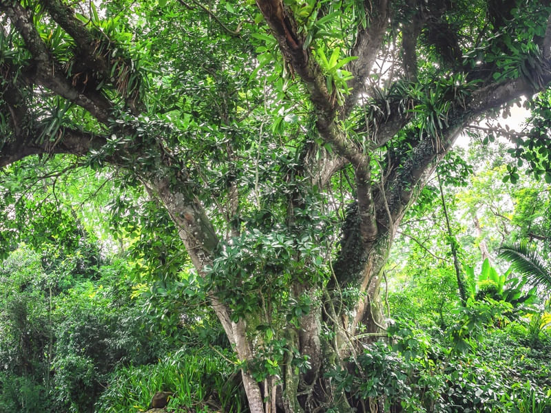 A FORÇA DA NATUREZA - DÍPTICO VERTICAL (CIMA)