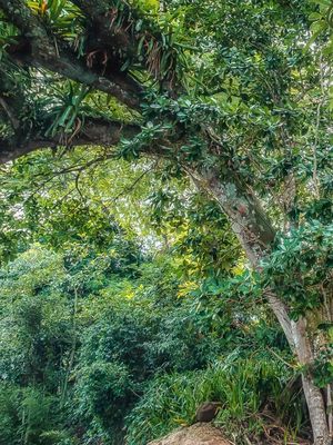 A FORÇA DA NATUREZA - DÍPTICO ESQUERDA
