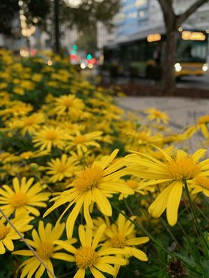 URBAN GARDEN
