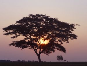 POR DO SOL ENTRE AS FOLHAS