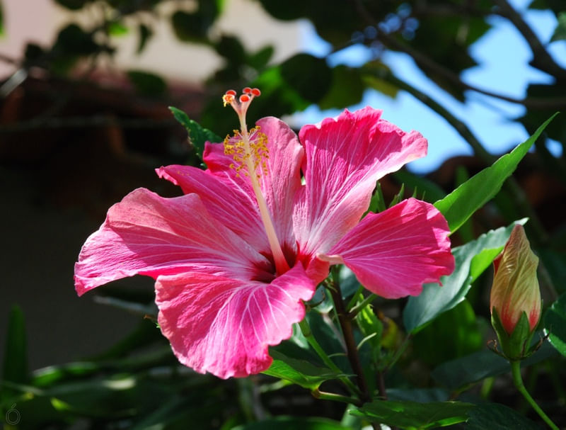 HIBISCO ROSA 001
